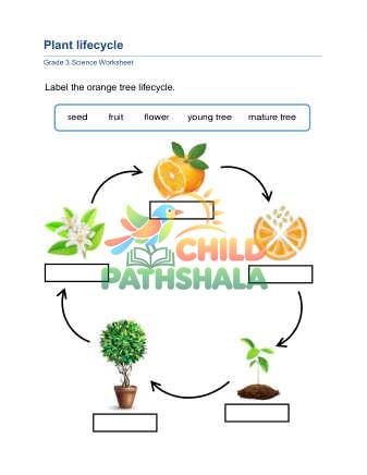 Preview of Plant Lifecycle B