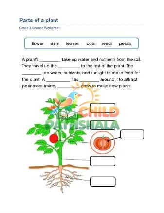 Preview of Plant Parts