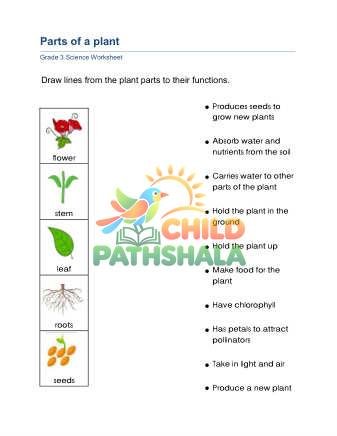 Preview of Plant Parts B