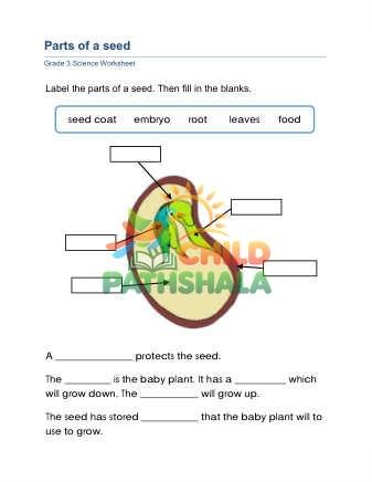 Preview of Plant Parts C
